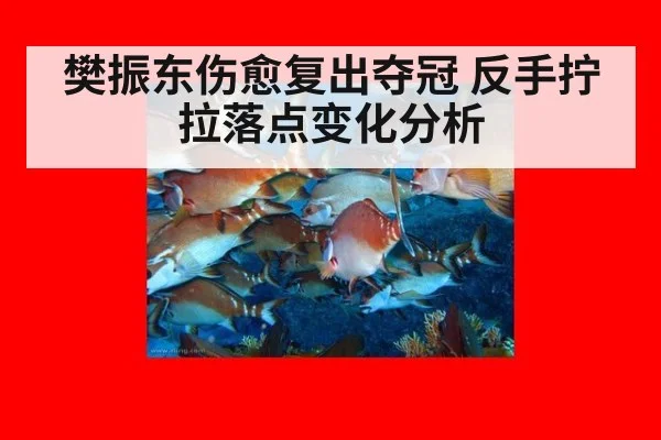 樊振东伤愈复出夺冠 反手拧拉落点变化分析